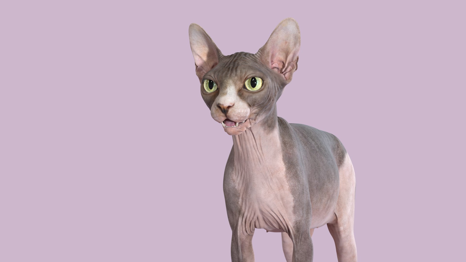 3D Sphynx Cat Rigged Collection https://p.turbosquid.com/ts-thumb/9Z/A476kB/sK/sphynx_cat_2019_bicolor_02/jpg/1629716786/1920x1080/fit_q87/832b9b88bc2289a081f9ccfebdf896f3940841ff/sphynx_cat_2019_bicolor_02.jpg