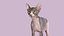 Sphynx Cat Rigged Collection