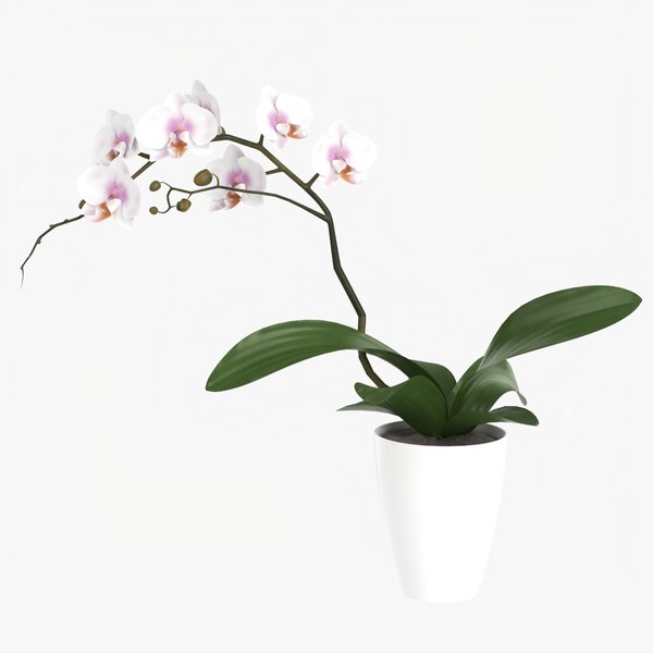 Orchid flower in pot 3D model - TurboSquid 1770714