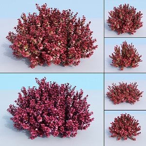 5 Japanese barberry. Berberis thunbergii atropurpurea nana