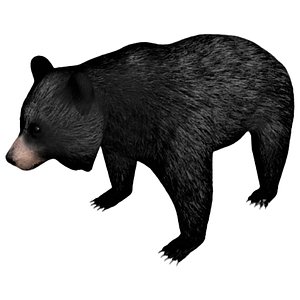 black bear rigged 3D model