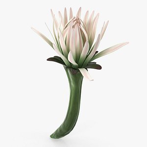 3D cactus flower
