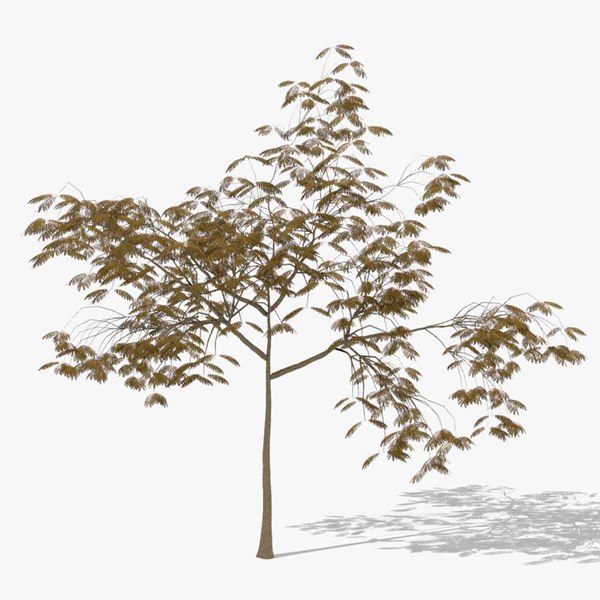 albizia autumn hight 3D model