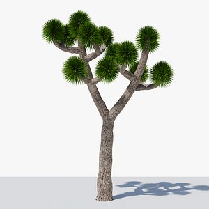 Joshua Tree or Yucca Palm v9 3D