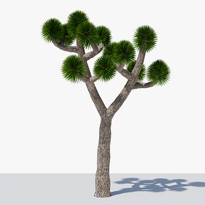 Joshua Tree or Yucca Palm v9