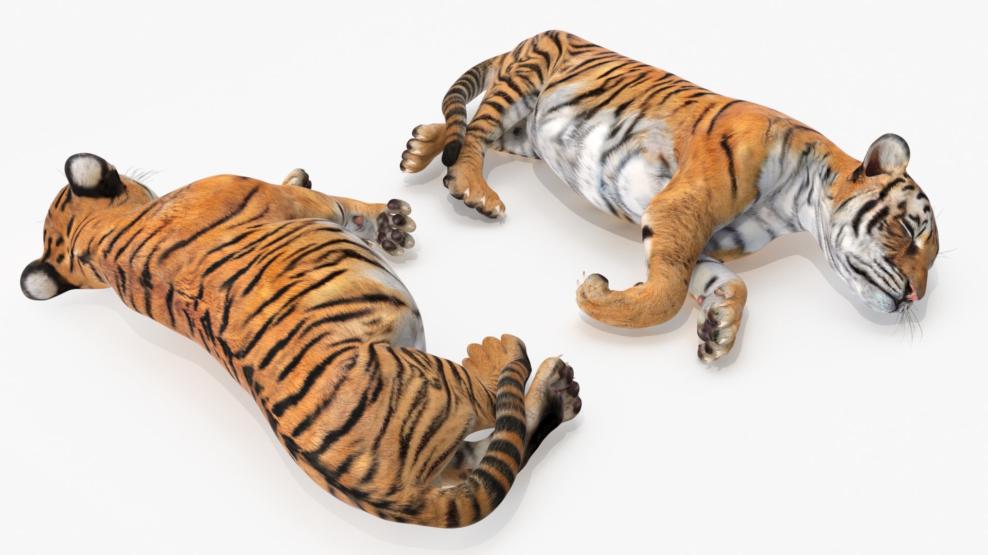 Tiger Cub Rigged for Maya 3D model https://p.turbosquid.com/ts-thumb/9Z/aSrsN0/6Y/tiger_cub_rigged_011/jpg/1742257078/1920x1080/fit_q87/013e3d90b2fbae8b6c8f73e4ad706daf522439db/tiger_cub_rigged_011.jpg