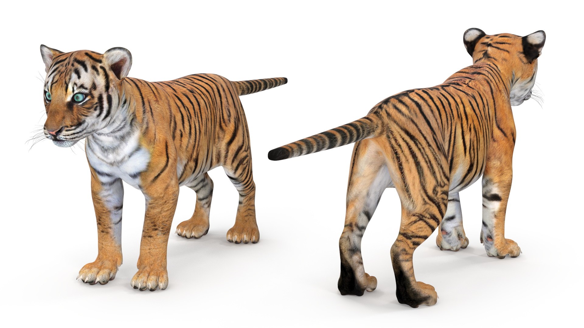 Tiger Cub Rigged for Maya 3D model https://p.turbosquid.com/ts-thumb/9Z/aSrsN0/Q6/tiger_cub_rigged_014/jpg/1742257092/1920x1080/fit_q87/d70b8b77636d3a12faa5a0892de4d253ad3e54db/tiger_cub_rigged_014.jpg
