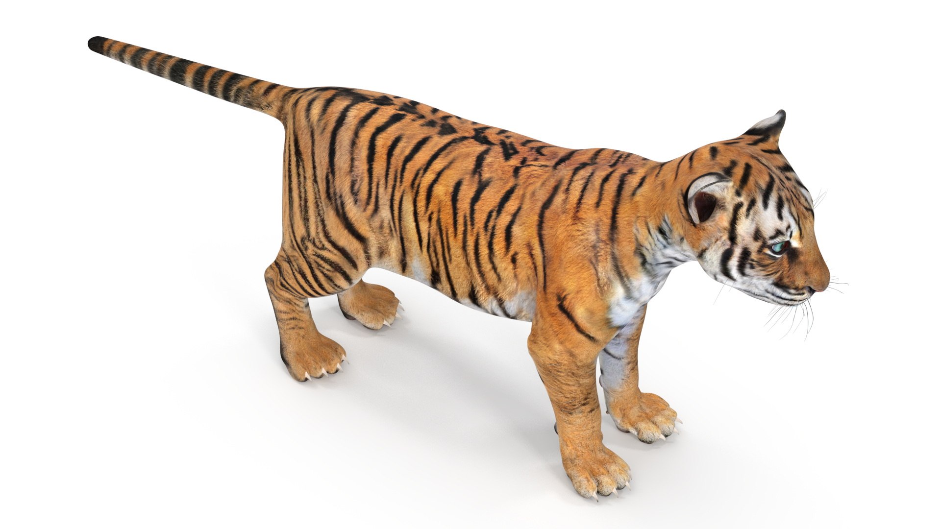 Tiger Cub Rigged for Maya 3D model https://p.turbosquid.com/ts-thumb/9Z/aSrsN0/aL/tiger_cub_rigged_012/jpg/1742257083/1920x1080/fit_q87/3a2bdfef44d3ba0f2fd997839157616a03bba6f2/tiger_cub_rigged_012.jpg