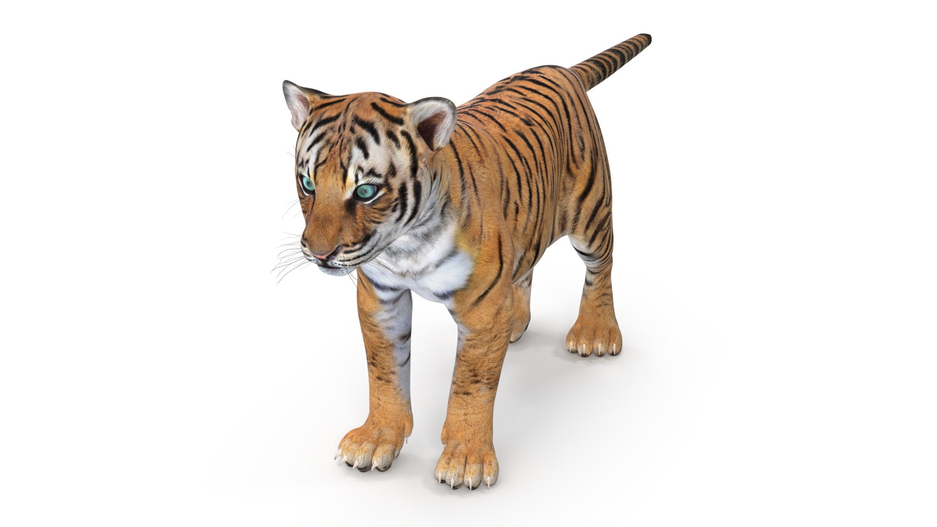 Tiger Cub Rigged for Maya 3D model https://p.turbosquid.com/ts-thumb/9Z/aSrsN0/jC/tiger_cub_rigged_010/jpg/1742257074/1920x1080/fit_q87/14e7e9e7a09e1a9120fea61eb44c7ac703a997e0/tiger_cub_rigged_010.jpg
