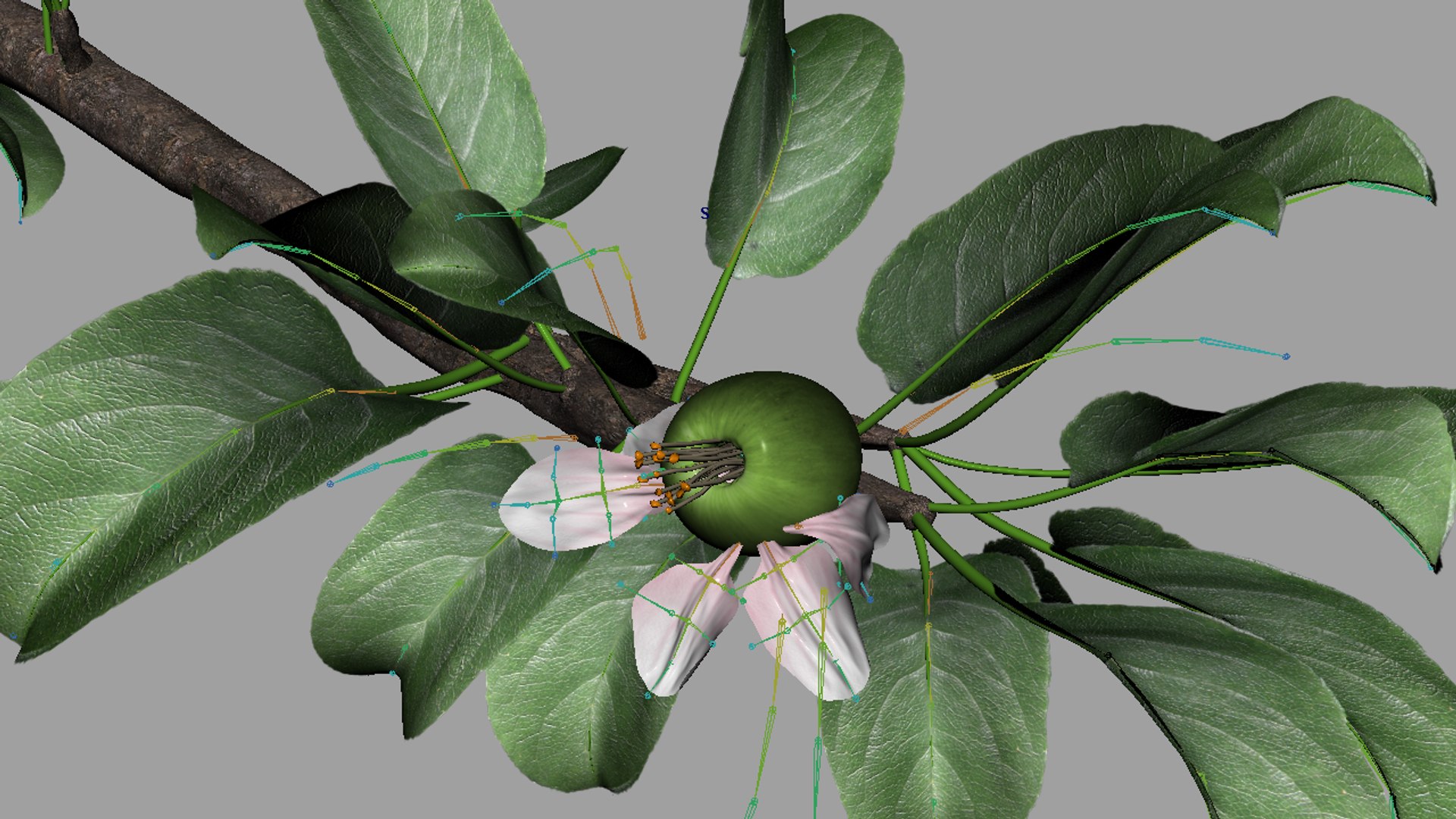 3d apple branch - rigged model https://p.turbosquid.com/ts-thumb/9Z/esVYK2/ACMslj2I/render_06/png/1397038142/1920x1080/fit_q87/42589eacf929534b2b6c921e283fb45bd9ff48bd/render_06.jpg