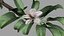 Apple Flower Bud / Branch - Rigged / Animato