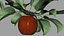 Apple Flower Bud / Branch - Rigged / Animato