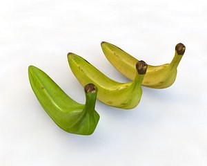 Plantain 3