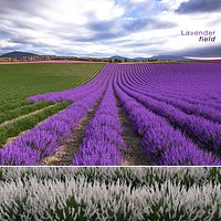 Lavender Field (+GrowFX)