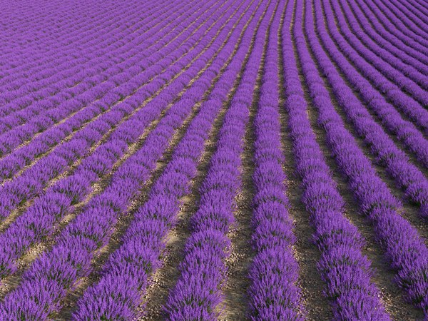 Lavender field 3D model - TurboSquid 1389806