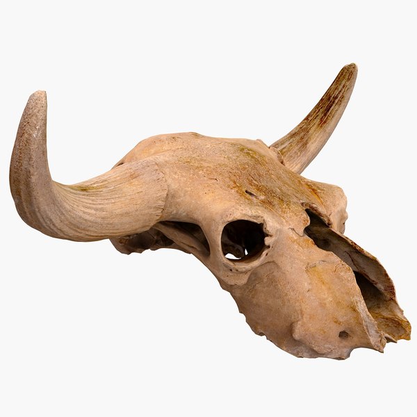 scan real skull bison 3D model
