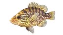 Warmouth Sunfish