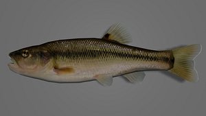 Creek Chub