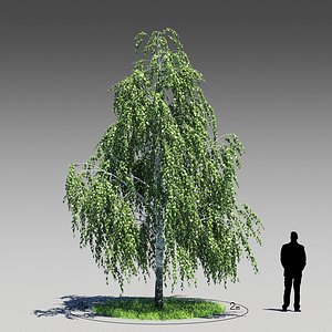 3dsmax birch tree betula pendula