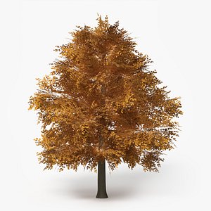 3D Lowpoly Realistic Autumn American Beech Tree model