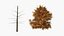 3D Lowpoly Realistic Autumn American Beech Tree model