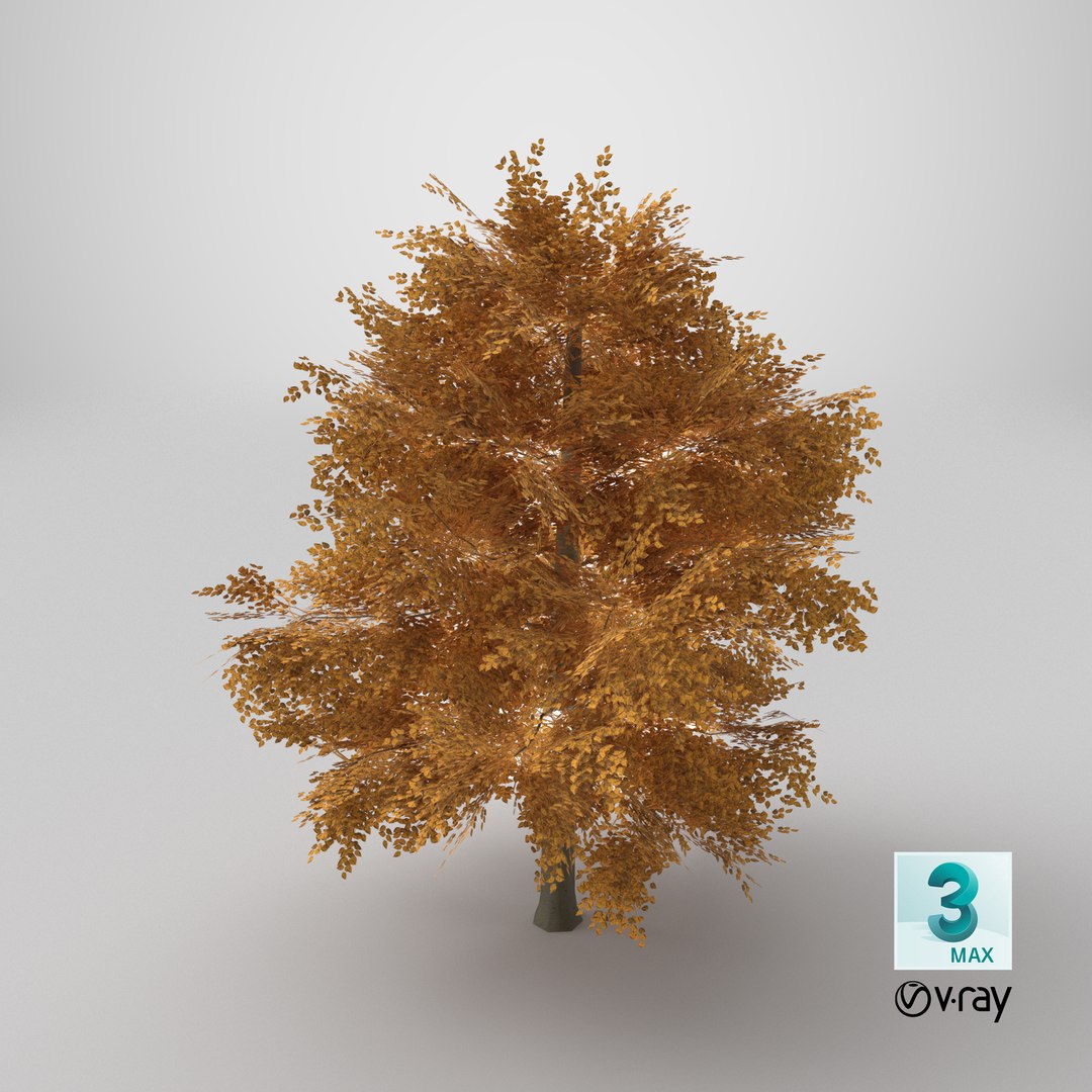 3D Lowpoly Realistic Autumn American Beech Tree model https://p.turbosquid.com/ts-thumb/9a/HZEk8o/C3/stemcell_max_vray_render/png/1770305941/1920x1080/fit_q87/b199c61296a7fe760df64187defae194d1d70339/stemcell_max_vray_render.jpg