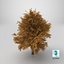 3D Lowpoly Realistic Autumn American Beech Tree model