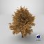 3D Lowpoly Realistic Autumn American Beech Tree model
