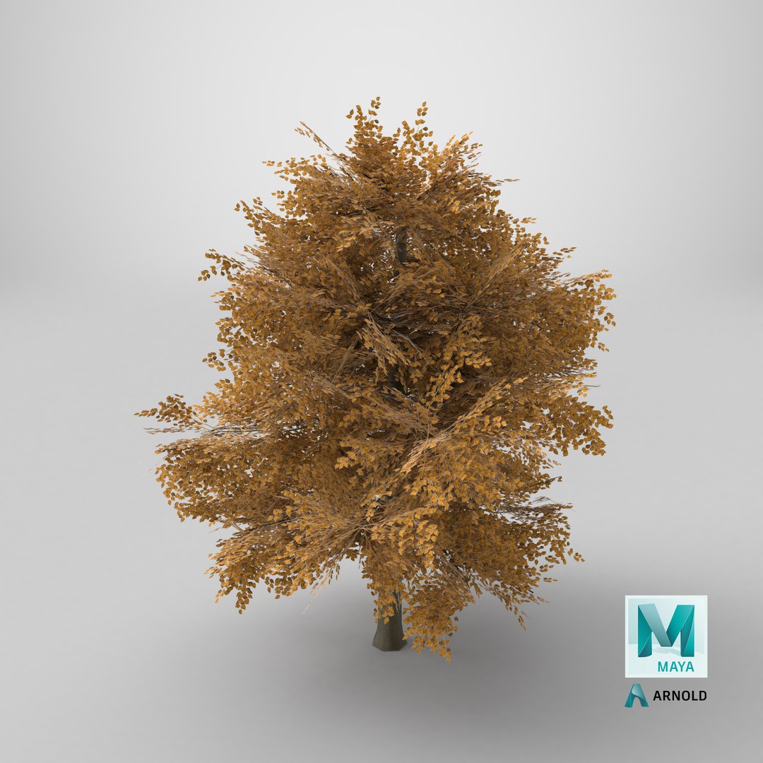 3D Lowpoly Realistic Autumn American Beech Tree model https://p.turbosquid.com/ts-thumb/9a/HZEk8o/b4/stemcell_maya_arnold_render/png/1770305935/1920x1080/fit_q87/db005723e4df4795c5975ea8dbacbc9bab8cb281/stemcell_maya_arnold_render.jpg