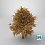3D Lowpoly Realistic Autumn American Beech Tree model