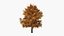 3D Lowpoly Realistic Autumn American Beech Tree model