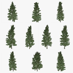 American Holly Tree Collection