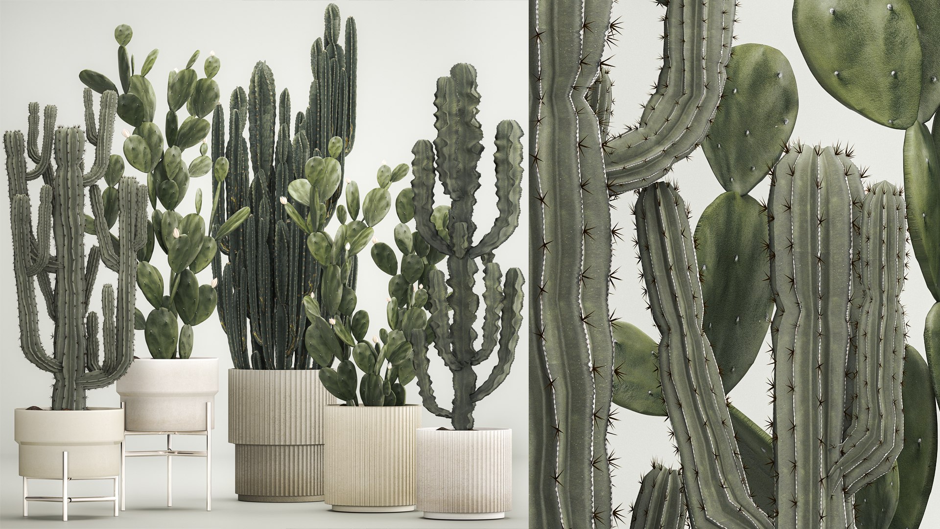 3D Cactus Plants For Outdoors And Interiors In Concrete Pots 1209 ...