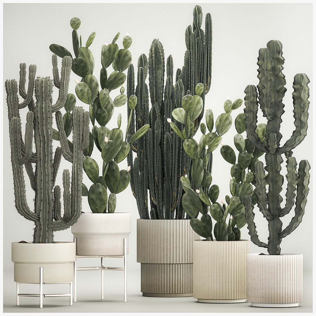 3D Cactus Plants For Outdoors And Interiors In Concrete Pots 1209 ...