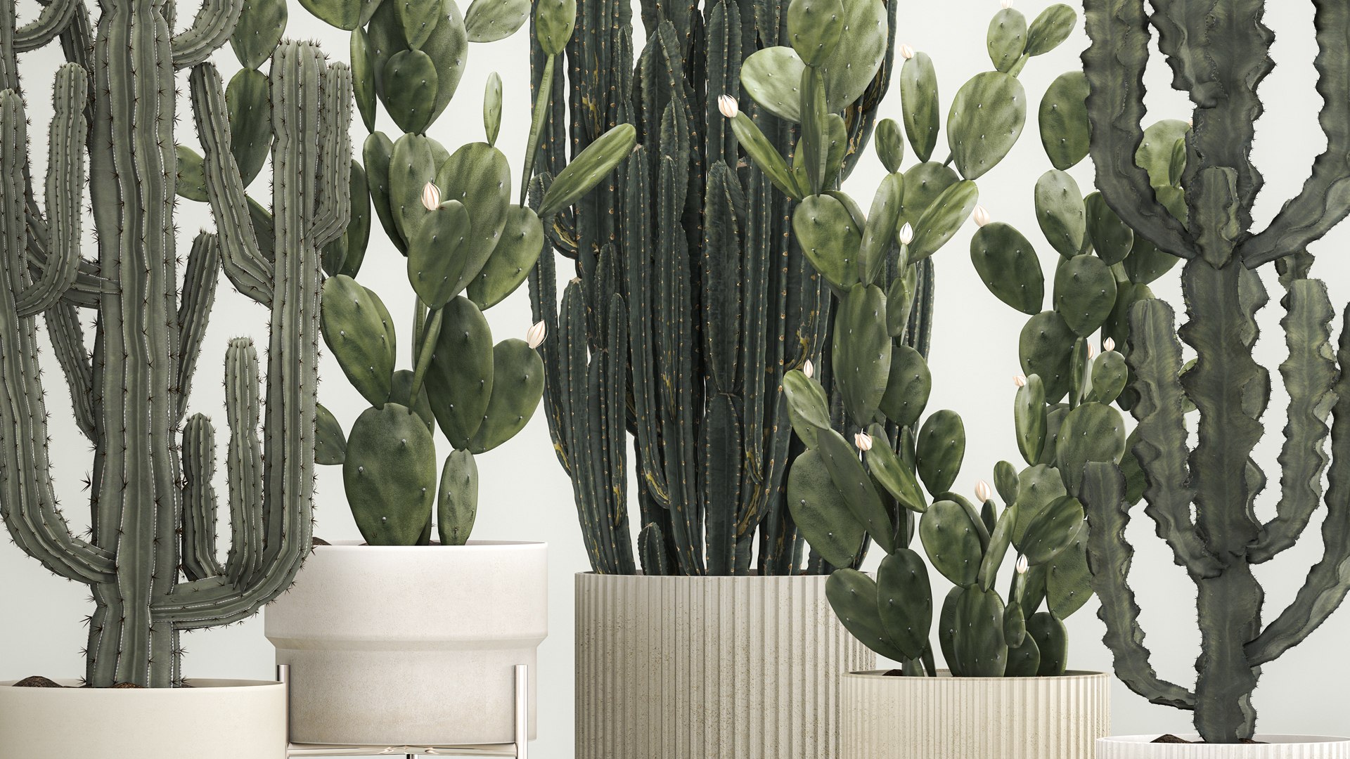 3D Cactus Plants For Outdoors And Interiors In Concrete Pots 1209 ...