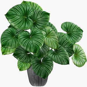 3D tropical leaves model