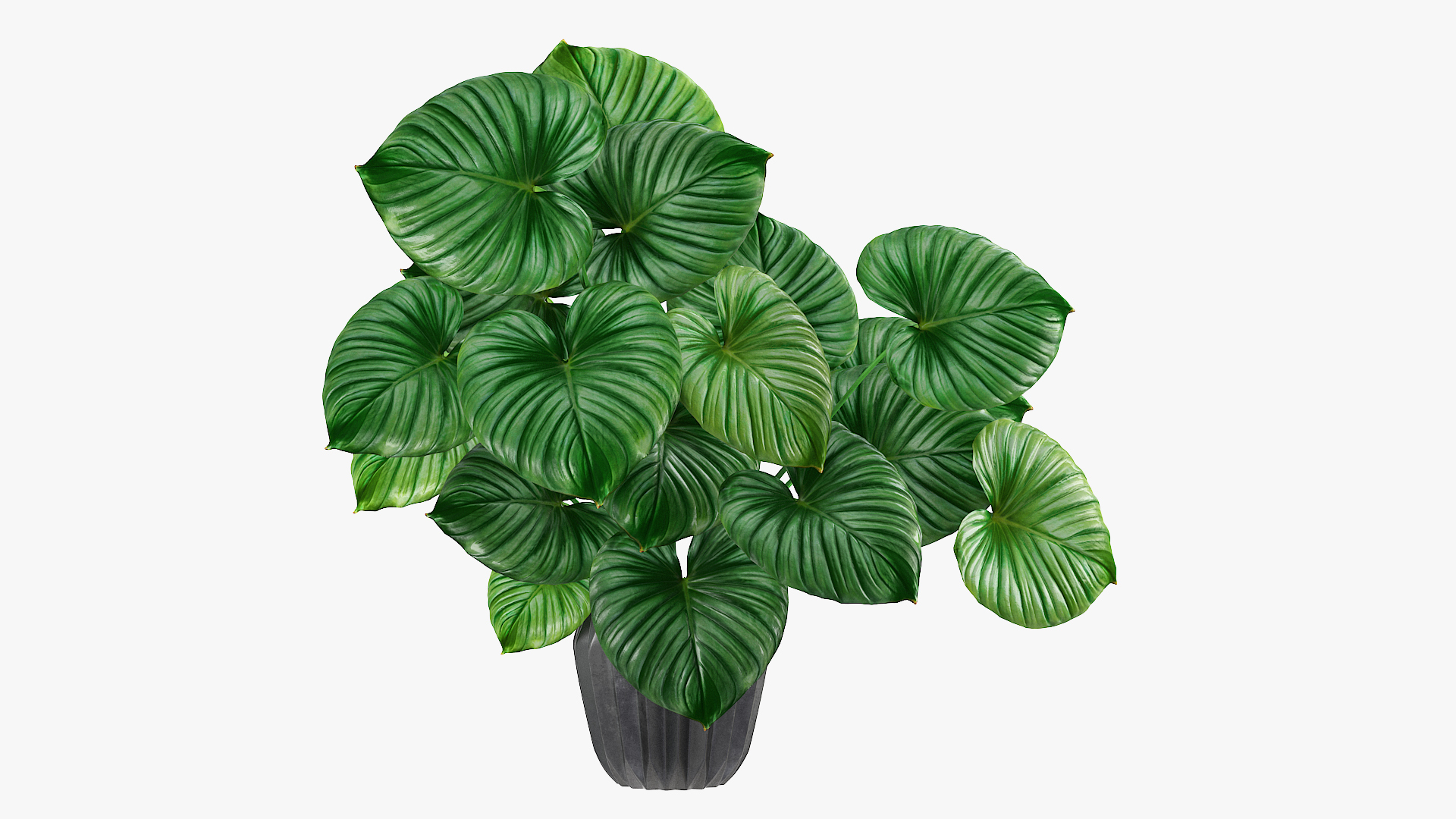 3D tropical leaves model https://p.turbosquid.com/ts-thumb/9a/QWabZf/6CU3d55d/my_turntable_0000/jpg/1584337028/1920x1080/turn_fit_q99/8958a3b61565f0da9d92b4e9674d4681c55d6aa8/my_turntable_0000-1.jpg