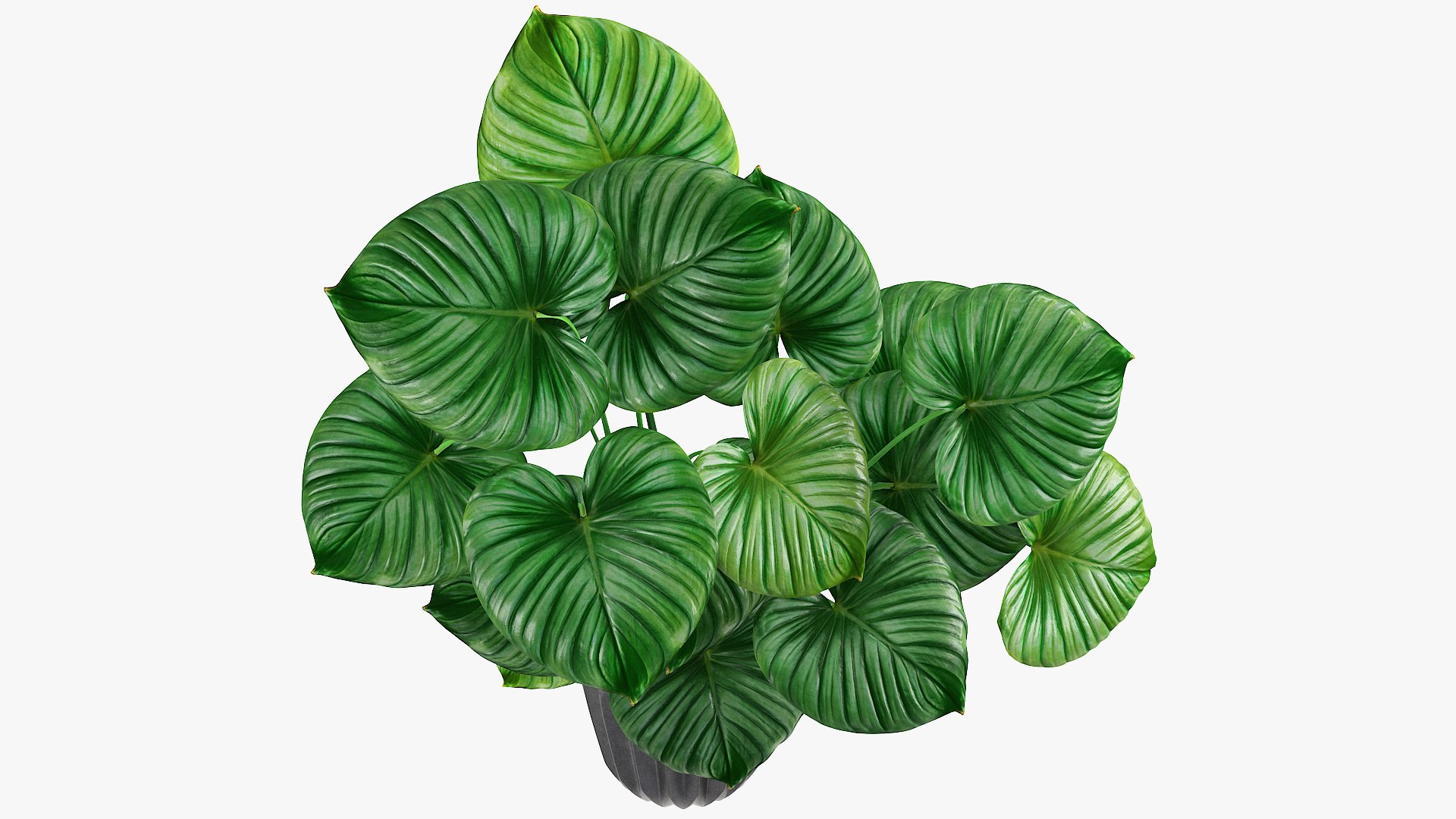 3D tropical leaves model https://p.turbosquid.com/ts-thumb/9a/QWabZf/jNMM4bNr/6/jpg/1584336987/1920x1080/fit_q87/86a1b7fe4123f7caeeb61e078949b1d7e7948433/6.jpg