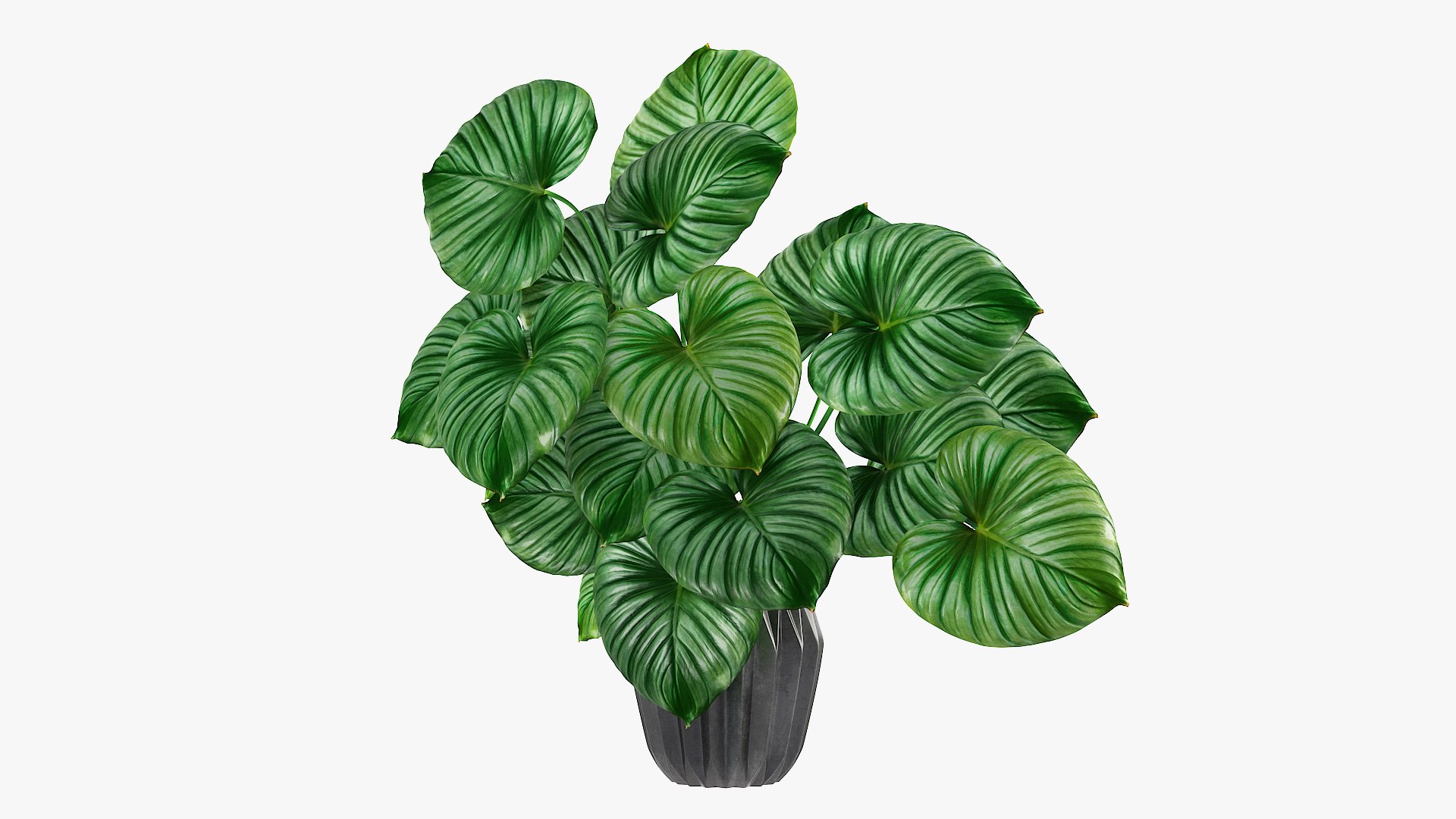 3D tropical leaves model https://p.turbosquid.com/ts-thumb/9a/QWabZf/u26YVpCs/10/jpg/1584336988/1920x1080/fit_q87/bb9f828e97c018814da9fe52da924991f5b09a7b/10.jpg