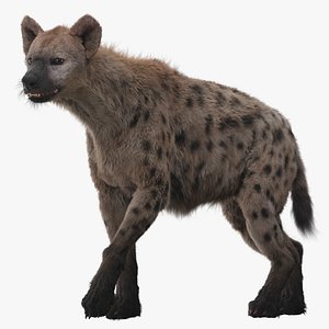 3D model hyena rigged