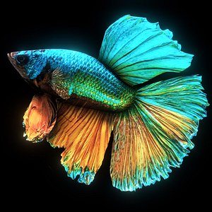 Betta Splendens