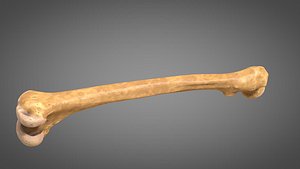 human femur 3D