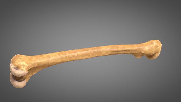 anatomical bones muscles 3d c4d