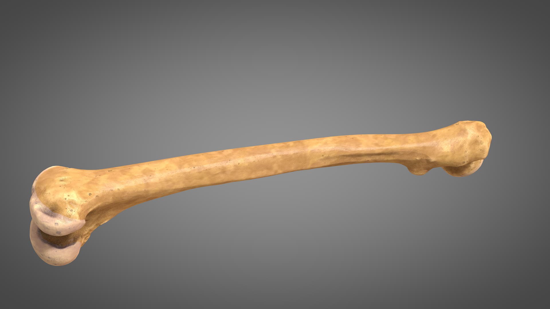 Human femur 3D - TurboSquid 1467752