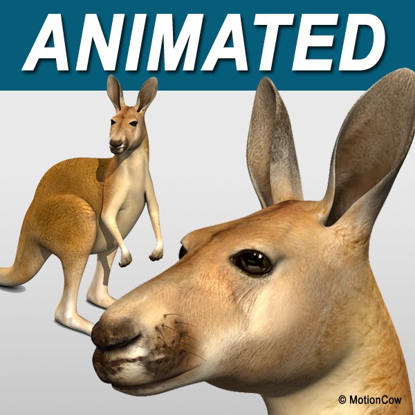 kangaroo_a.jpg