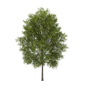 Poplar 3 (Populus)