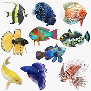 Coral Fish Rigged for Maya Collection 3