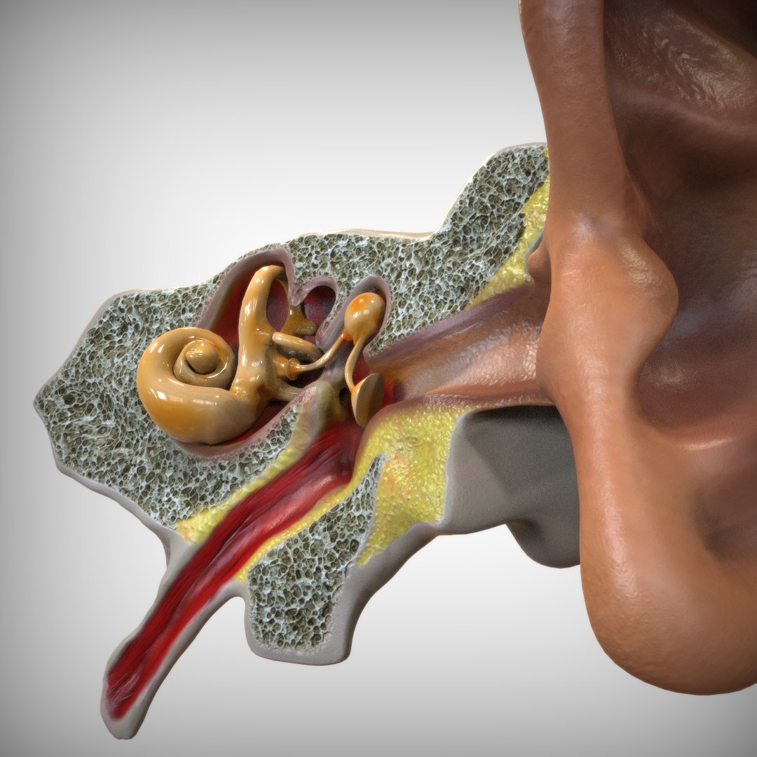 3D model anatomy human ear https://p.turbosquid.com/ts-thumb/9b/boG7jY/6sBjBLDb/closeup_view/jpg/1583690462/1920x1080/fit_q87/5ddb6d37858182ecf99df0d8fba0e43e23ee7638/closeup_view.jpg