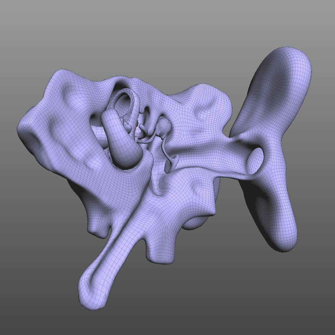 3d Model Anatomy Human Ear Turbosquid 1520143