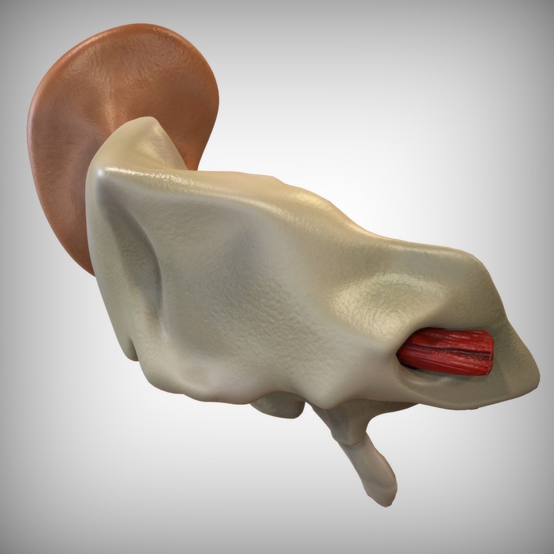 3D model anatomy human ear https://p.turbosquid.com/ts-thumb/9b/boG7jY/gbUVfZdf/rear_view/jpg/1583690462/1920x1080/fit_q87/ff6180babadfeaec4d22325f45189988eaa3bc23/rear_view.jpg